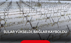 Sular yükseldi, bağlar kayboldu