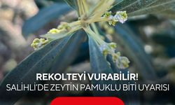 Salihli’de zeytin üreticilerine “Zeytin Pamuklu Biti” uyarısı