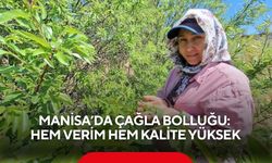 Manisa’da çağla bolluğu: Hem verim hem kalite yüksek
