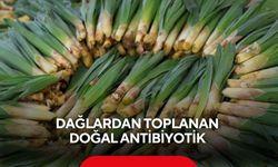 Dağlardan toplanan doğal antibiyotik, doğal şifacı