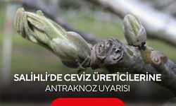 Salihli’de ceviz üreticilerine antraknoz uyarısı