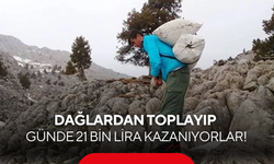 Dağlarda kendi kendine yetişiyor: Kilosu 300 TL, günlük kazancı dudak uçuklatıyor