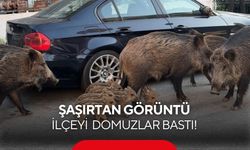 İlçede tehlike büyüyor: Yaban domuzları parkta kedilerle birlikte beslendi