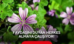 Faydasını duyan herkes almaya çalışıyor! Yılda bir ay toplanan şifacı