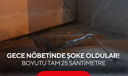 Gece nöbetinde şoke eden ziyaretçi! Boyutu tam 25 santimetre