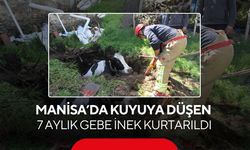 Manisa'da kuyuya düşen 7 aylık gebe inek kurtarıldı