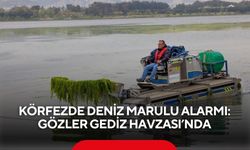 İzmir Körfezi’nde deniz marulu alarmı: Gözler Gediz Havzası’nda