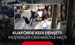 Kuaförde ilginç anlar kamerada: Kedi müşterileri kovaladı