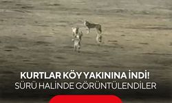 Kurtlar köy yakınına indi! Sürü halinde görüntülendiler