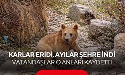 Karlar eridi, ayılar şehre indi: Vatandaşlar o anları kaydetti