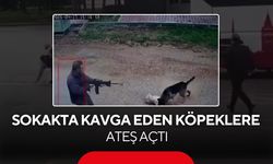 Kavga eden sokak köpeklerine tüfekle ateş edip bir köpeği öldürdü