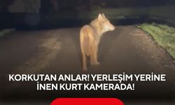 Korkutan görüntü! Yerleşim yerine inen kurt kamerada