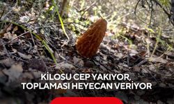 Kilosu cep yakıyor, toplaması heyecan veriyor