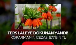 Ters laleye dokunan yandı! Koparmanın cezası 577 bin TL
