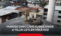 Manisa’daki cami kubbesinde 6 yıllık leylek hikâyesi