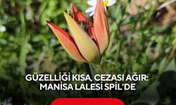 Güzelliği kısa, cezası ağır: Manisa lalesi Spil’de