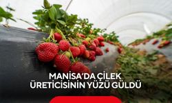 Manisa’da çilek, üreticisinin yüzü güldü