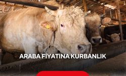 ‘Paşa’ sahneye çıktı... Kurbanlık boğa neredeyse araba parası...