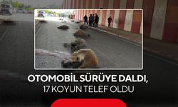 Otomobil sürüye daldı, 17 koyun telef oldu