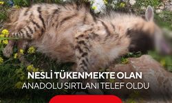 Nesli tükenmekte olan Anadolu Sırtlanı araç çarpmasıyla telef oldu