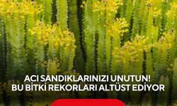 Acı Sandıklarınızı Unutun! Bu bitki rekorları altüst ediyor
