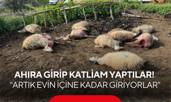 Sürüye dalarak katliam yaptılar! "Artık evlerinin içine kadar giriyorlar"