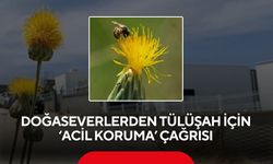 Doğaseverlerden Tülüşah için "acil koruma" çağrısı