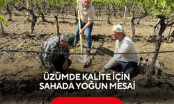 Üzümde kalite için sahada yoğun mesai