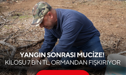 Yangın sonrası mucize! Kilosu 7 bin TL olan mantar ormandan fışkırıyor