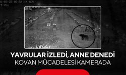 Yavrular izledi, anne denedi... Ayı ailesinin kovan mücadelesi kamerada