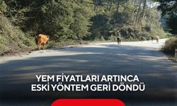 Yem fiyatları artınca eski yöntem geri döndü: Salma besicilik yükselişte