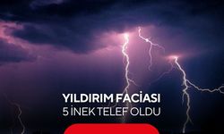 Yıldırım faciası: 5 inek telef oldu