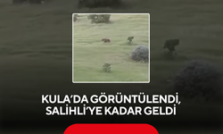 Kula’da görüntülendi, Salihli’ye kadar geldi