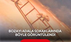 Bozayı Adala Sokaklarında böyle görüntülendi