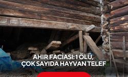 Ahır faciası: 1 ölü, çok sayıda hayvan telef