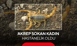 Akrep sokan kadın hastanelik oldu