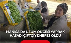 Manisa’da üzüm öncesi yaprak hasadı çiftçiye nefes oldu