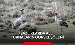 Sazlıklarda allı turnaların görsel şöleni