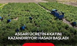 Asgari ücretin 4 katını kazandırıyor! ‘Yeşil elmas’ın hasadı başladı