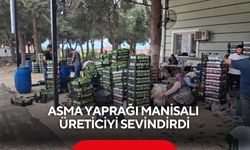 Asma yaprağı Manisalı üreticiyi sevindirdi