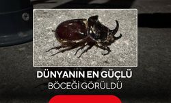 Dünyanın en güçlü böceği görüldü