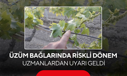 Üzüm bağlarında riskli dönem... Uzmanlardan uyarı geldi