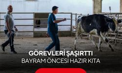 Bayram öncesi hazır kıta! Firari kurbanlıklar için özel ekip göreve başladı...