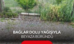 Manisa'da bağlar dolu yağışıyla beyaza büründü