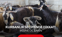 Besiciler sırrı ilk kez verdi! Kurbanlık seçerken o ikisine bakmayan parasını çöpe atar