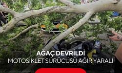 Bir anda yere yığıldı! Devrilen ağacın altında kalan motosikletli yaşam savaşı veriyor...