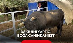 Bakımını yaptığı boğanın saldırdığı yetiştirici yaşam savaşını kaybetti