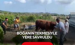 Boğanın tekmesiyle yere savruldu: O anlar kamerada