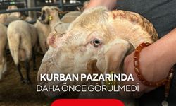 Burnunda boynuz var! Kurban pazarındaki “Gergedan koç” görenleri hayrete düşürüyor...