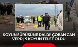 Ticari araç koyun sürüsüne daldı: Çoban öldü, 9 koyun telef oldu